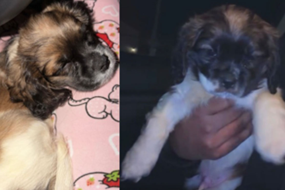 Yvonne Young Arrested for Theft of Shih Tzu Puppy