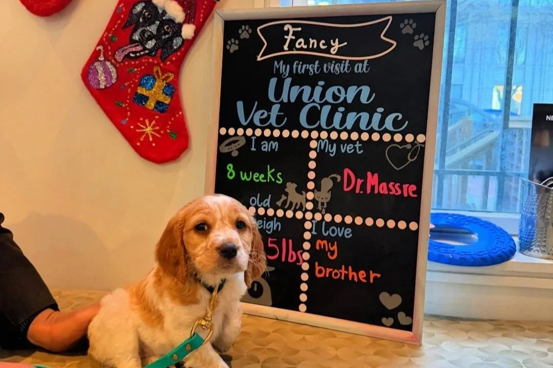🌟 Skip the Corporate Clinics—Choose Independent Veterinary Care in DC 🐾