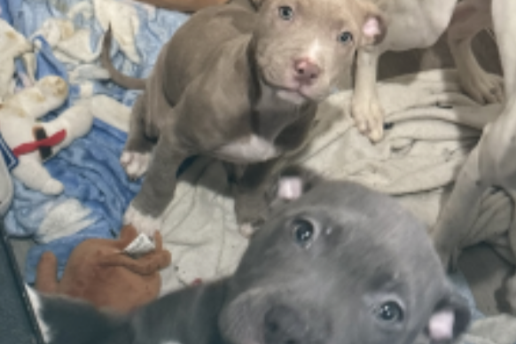 Alert | Puppies Taken in Southeast Burglary