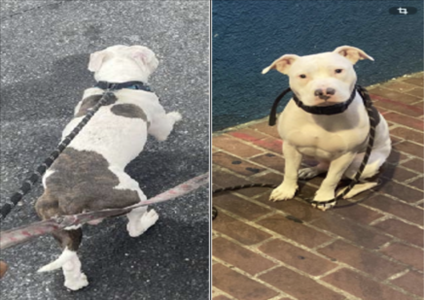 Wanted | Dog Stolen During Robbery in Southeast on May 19, 2026
