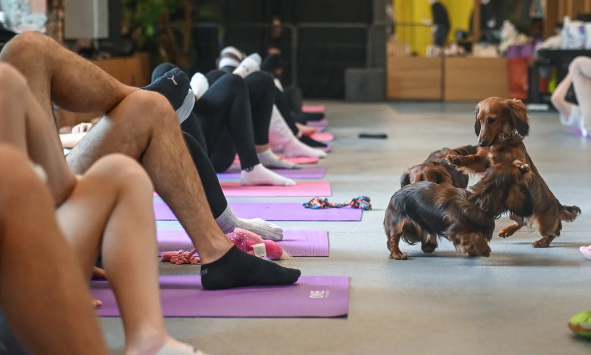 May 30 | Puppy Yoga Is Back and It Sounds Like Pure Joy