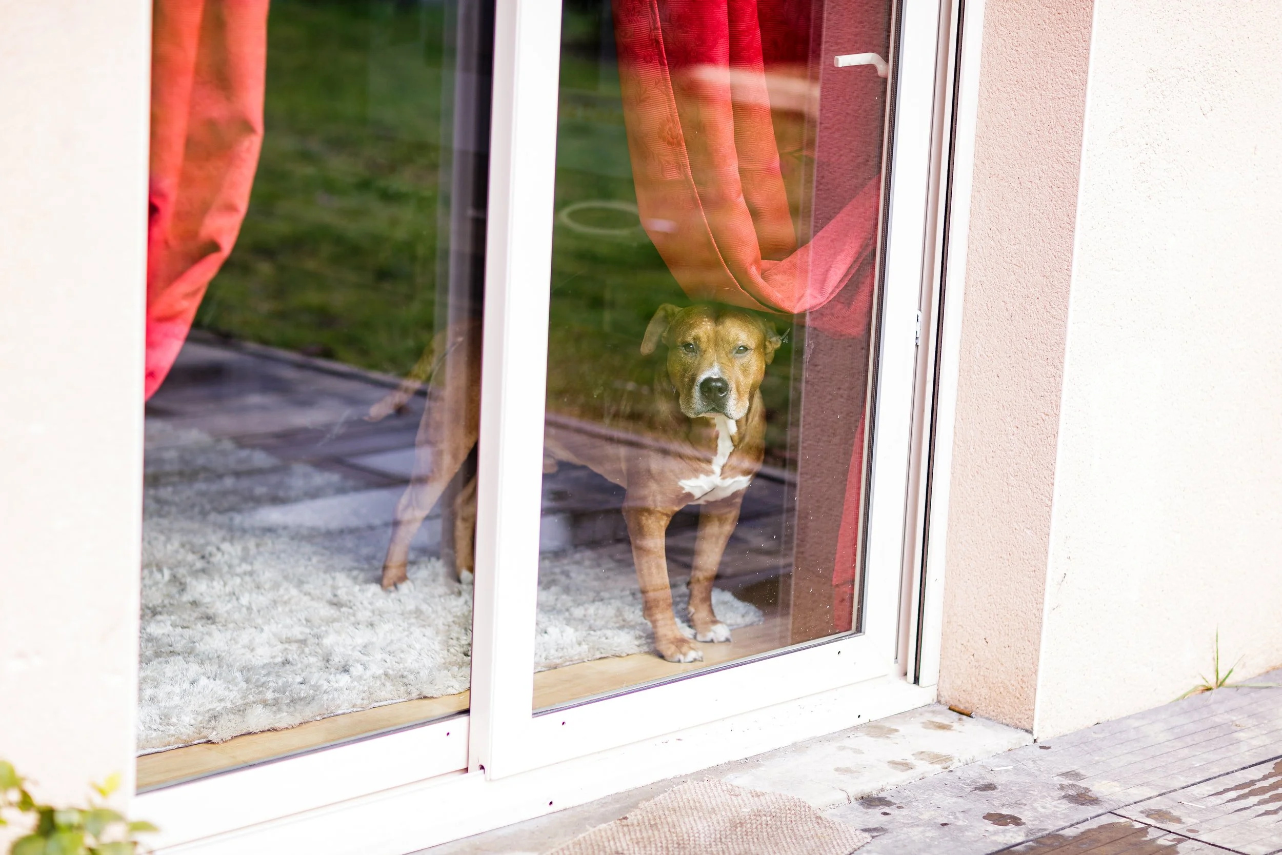 ☀️🐾 It's Too Hot for Pets to Be Outside