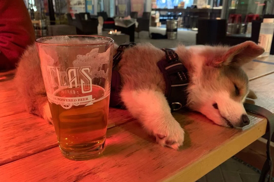July 11 | Sip a Brew, Meet a Rescue Dog at Atlas Brew Works