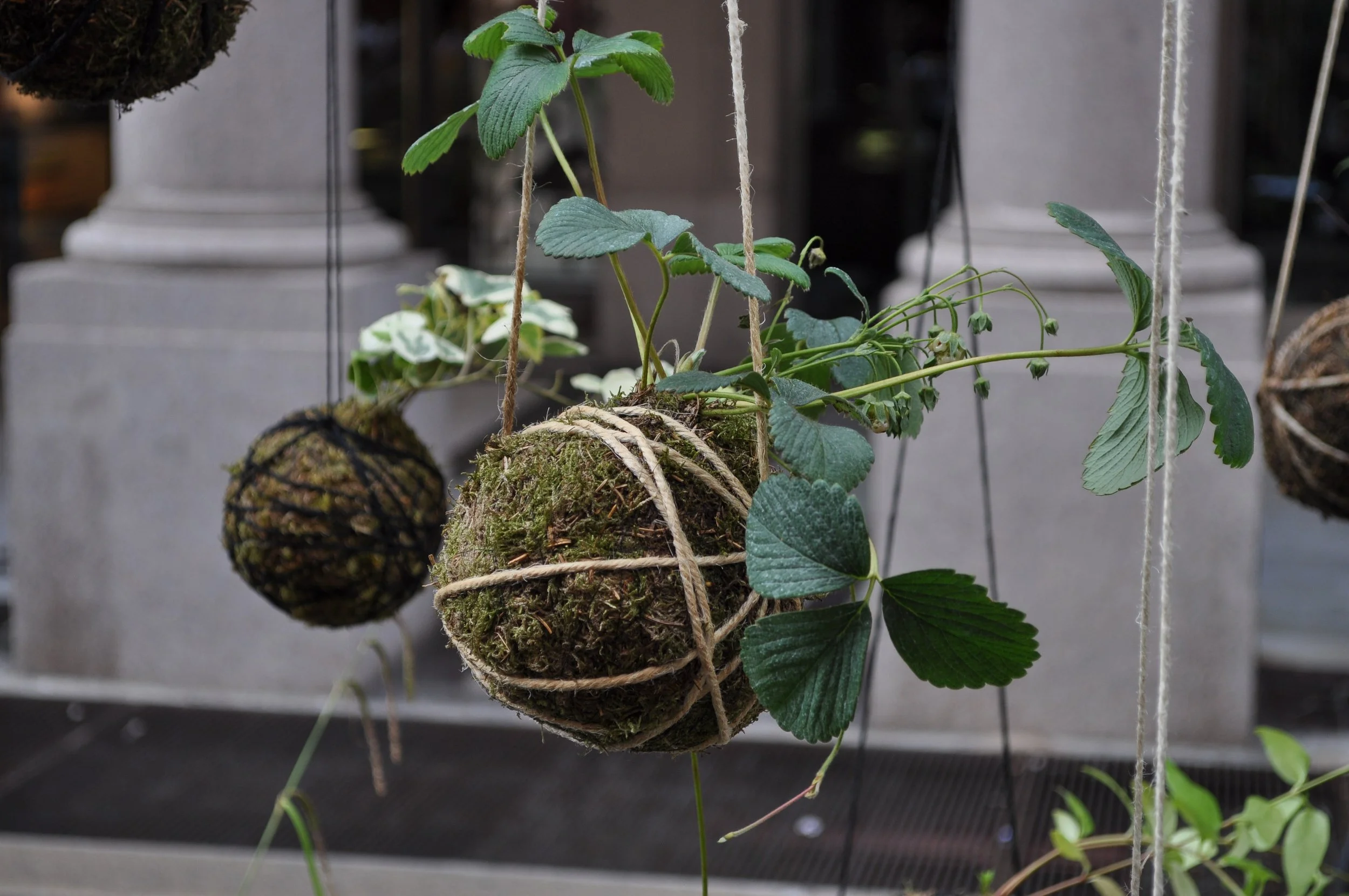 Aug 29 | Get Your Hands Dirty at Grounded’s Kokedama Workshop