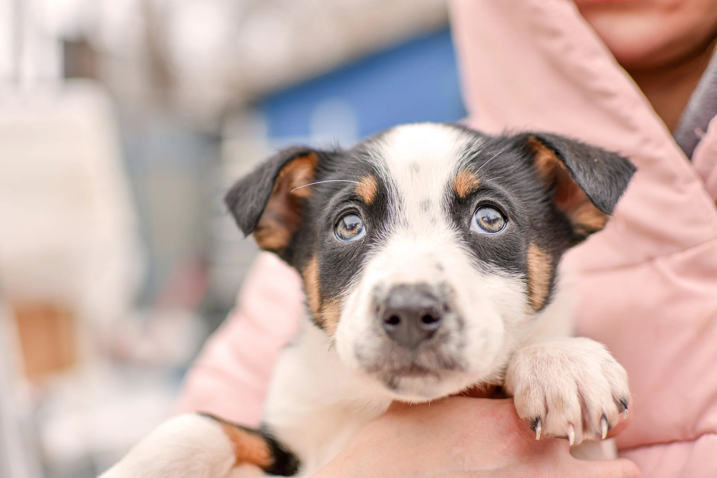 🌟 Adopted a Pet? Get a Free Wellness Exam at Three Independent DC Vet Clinics! [SP]