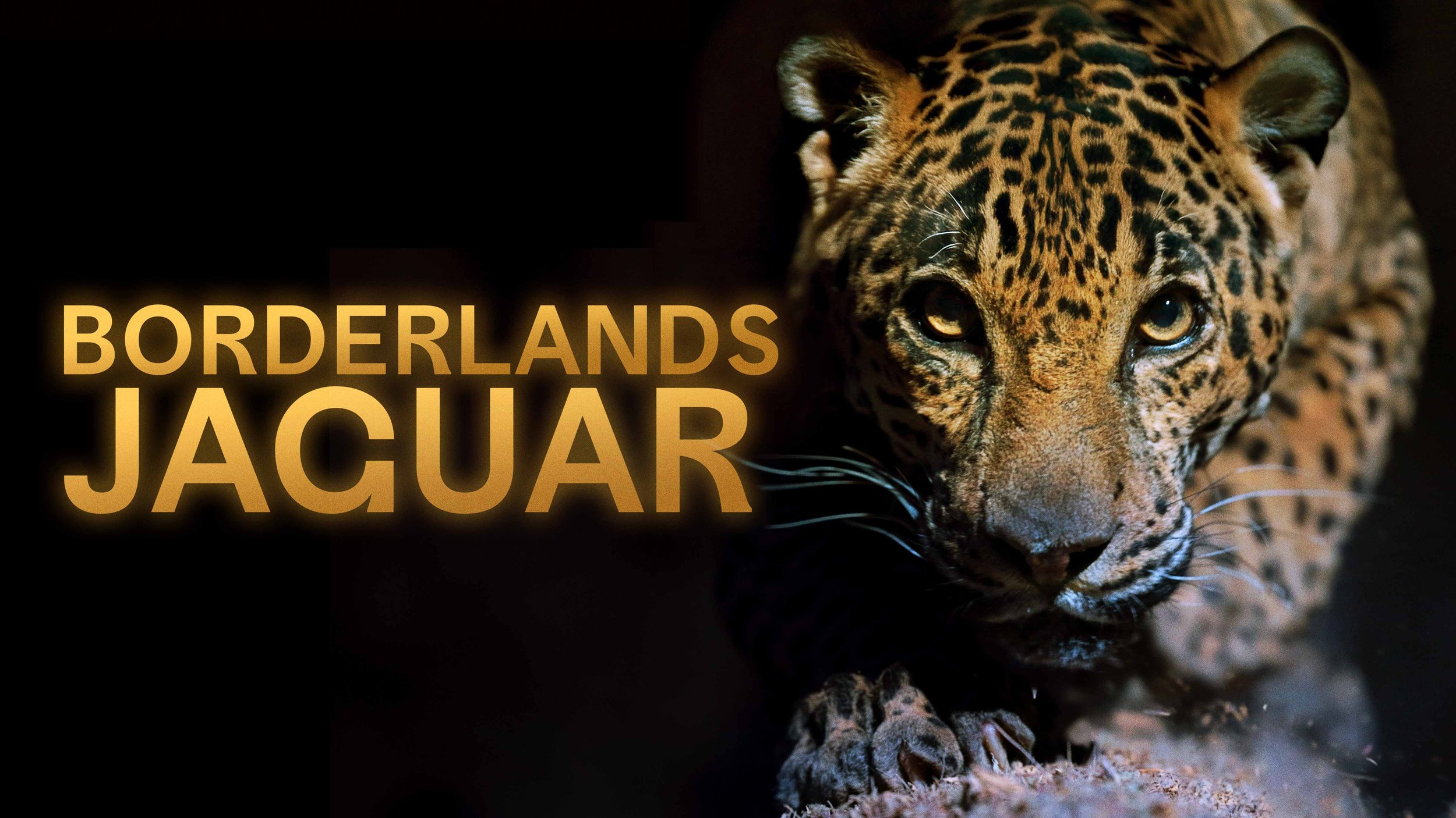 jaguar_16x9.jpg