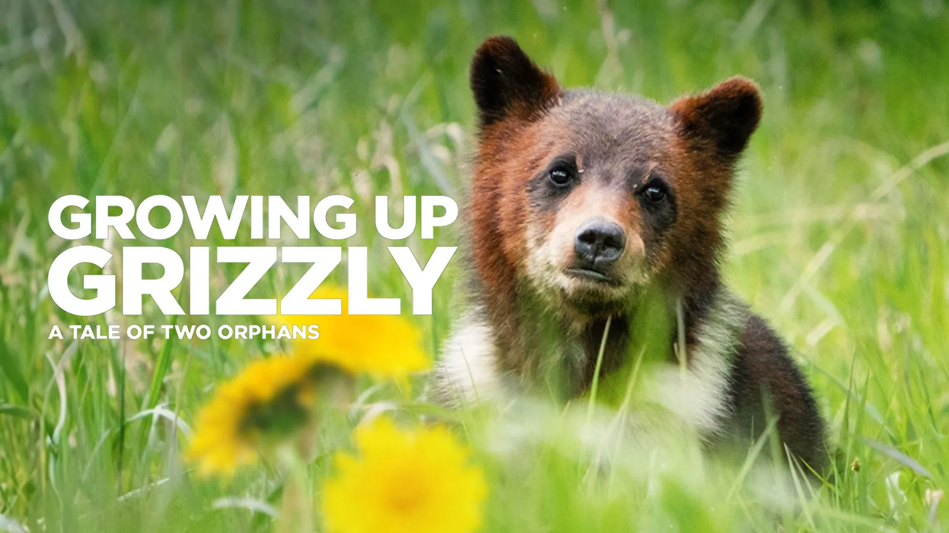 67ad5259c6e804a40b4bba53_Growing-Up-Grizzly_1920x1080.png
