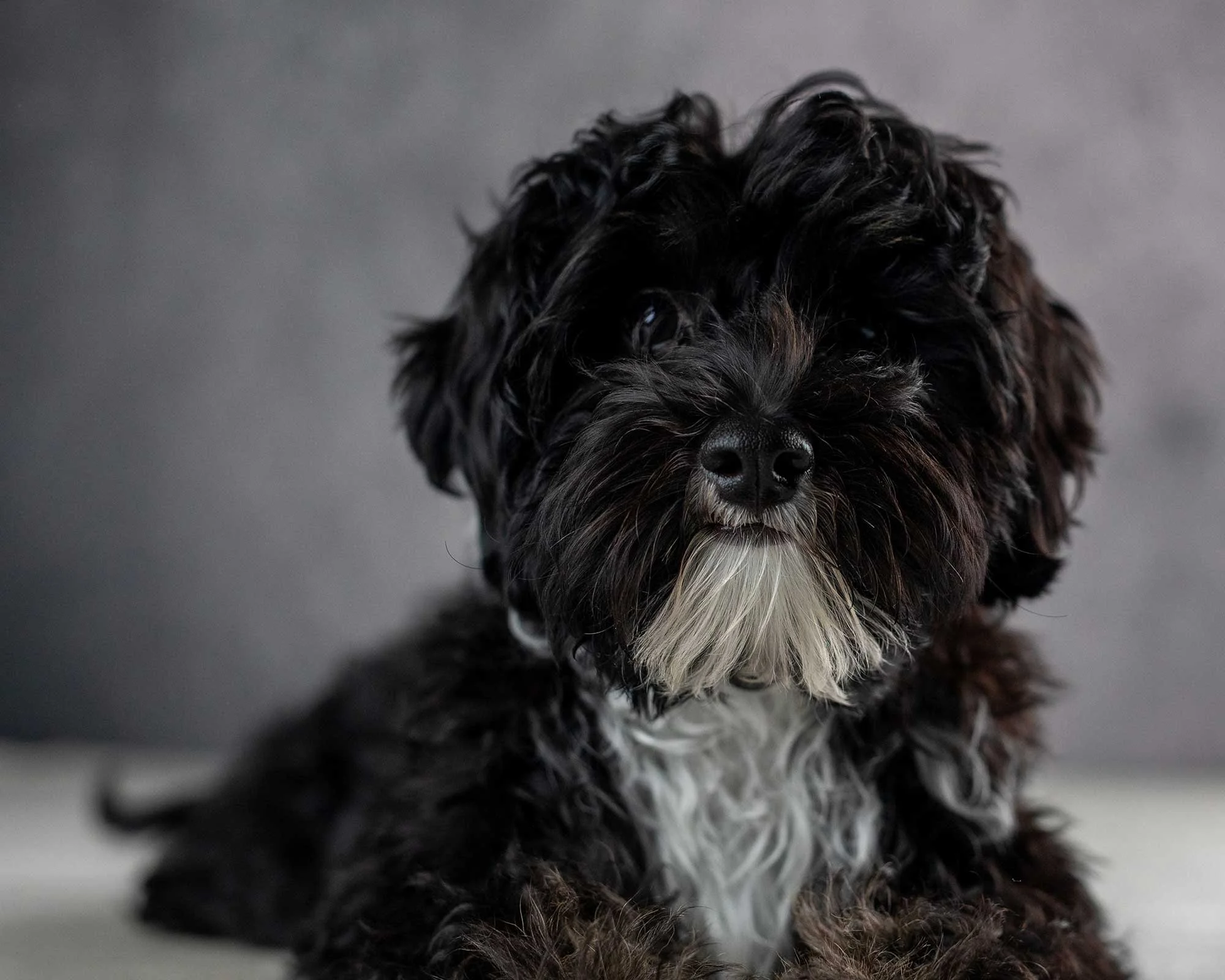 Pet Portraits Dusty Cooper 9.jpg