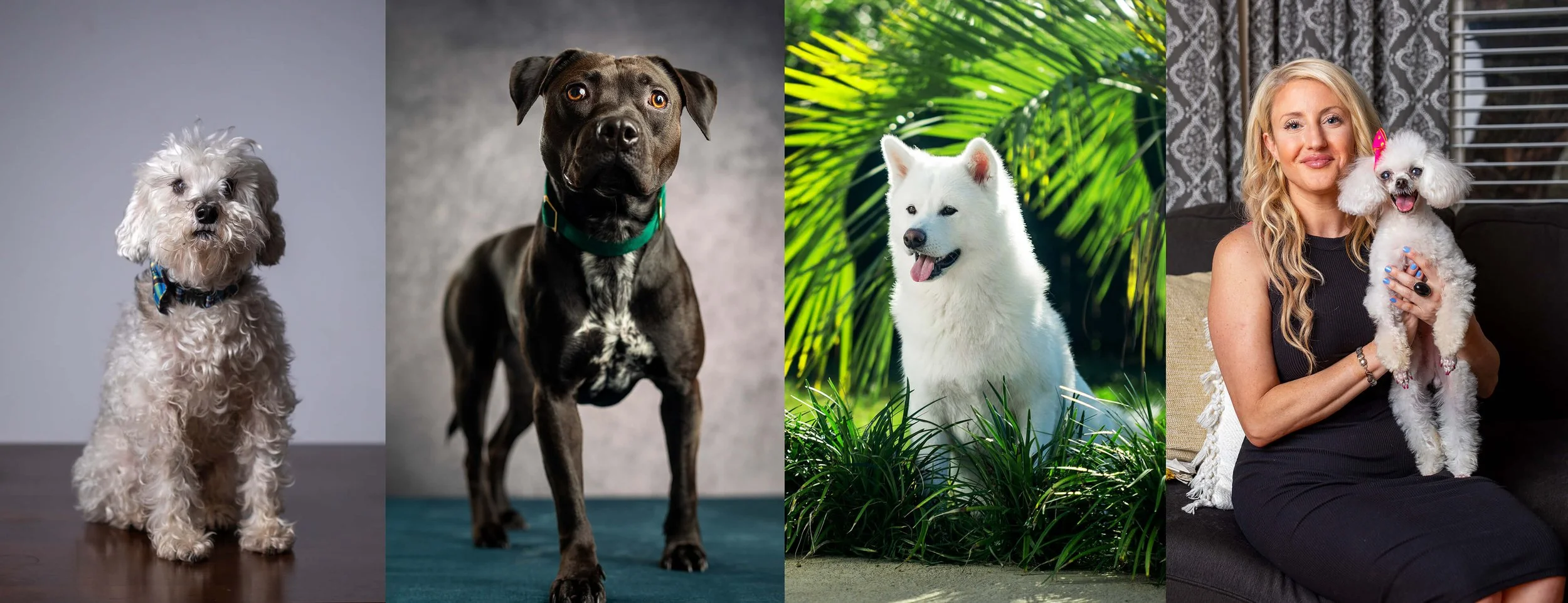 Four dogs and a woman, with dogs, sitting indoors.