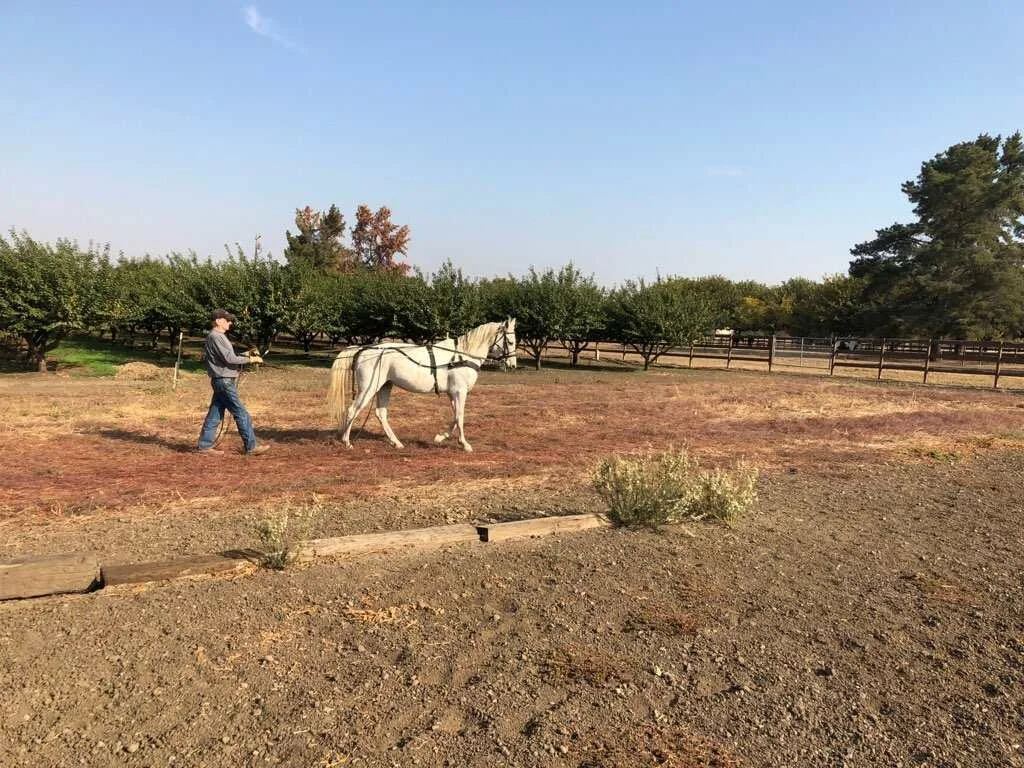 Daley (AKA - Frankie)