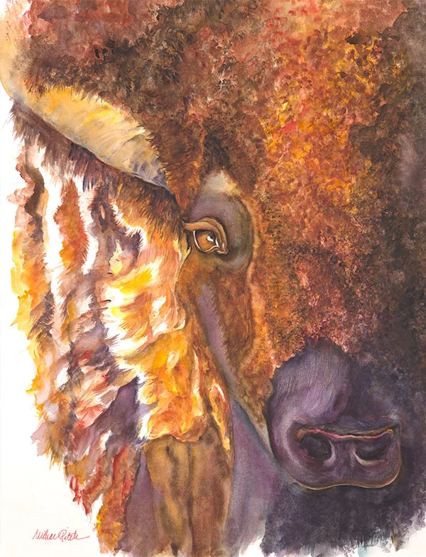 aye-buffalo600-web.jpg