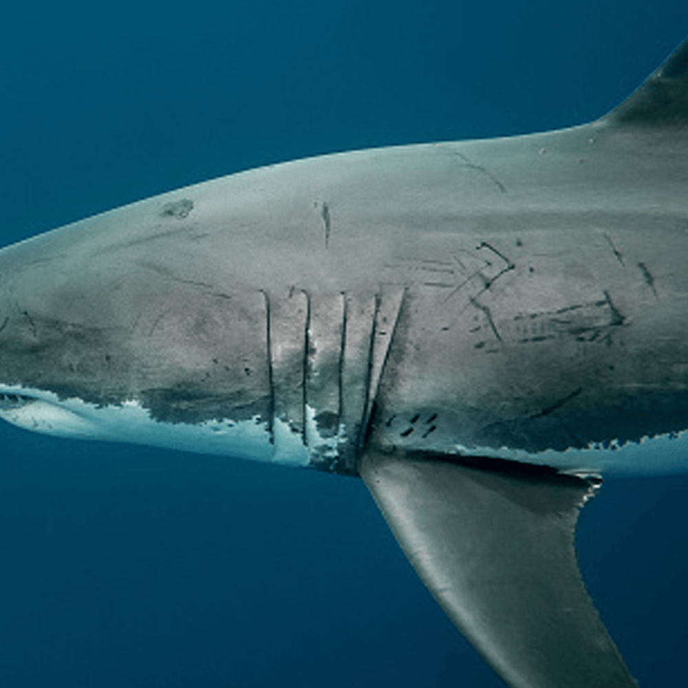 Shark Seduction.png