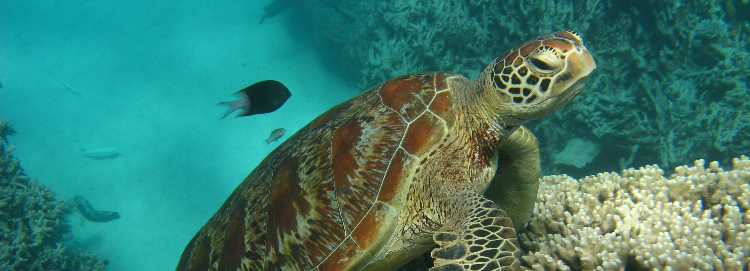 Shelley Fritz 311 - Copy.JPG