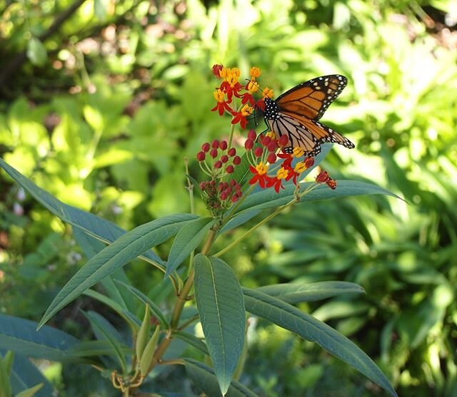 Life is always encouraging us to grow &amp; we&rsquo;ve got this! Go #Teamuniverse #transformation #growth #monarch #transfomativelearning #holistichealing #freedom #freedomtofly #spreadyourwings #newparadigm #keepswimming #wholistichealing #nature #