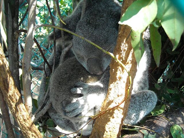 Happy Mother&rsquo;s Day to all you mums! Wishing you heaps of joy and hope you feel loved and appreciated this and every day. May we all nurture our creations with strength, gentleness, love, tenderness. #Koala #Koalas #MothersDay #nurture #grow #an