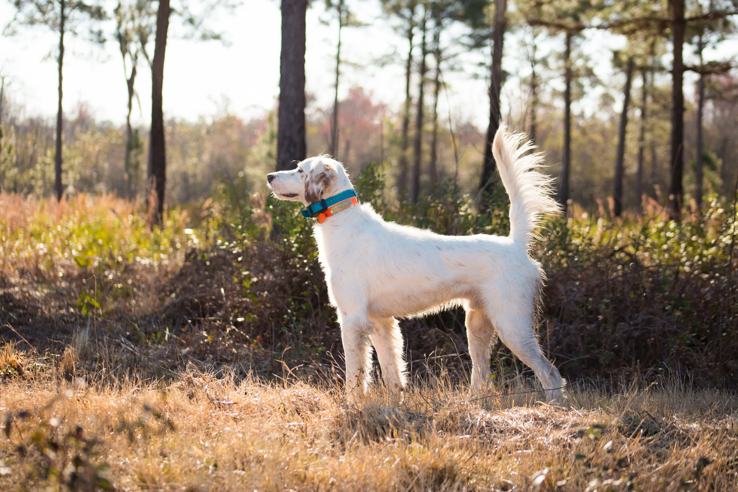 Shadow-Oak-Plantation-Bo-pup.jpg