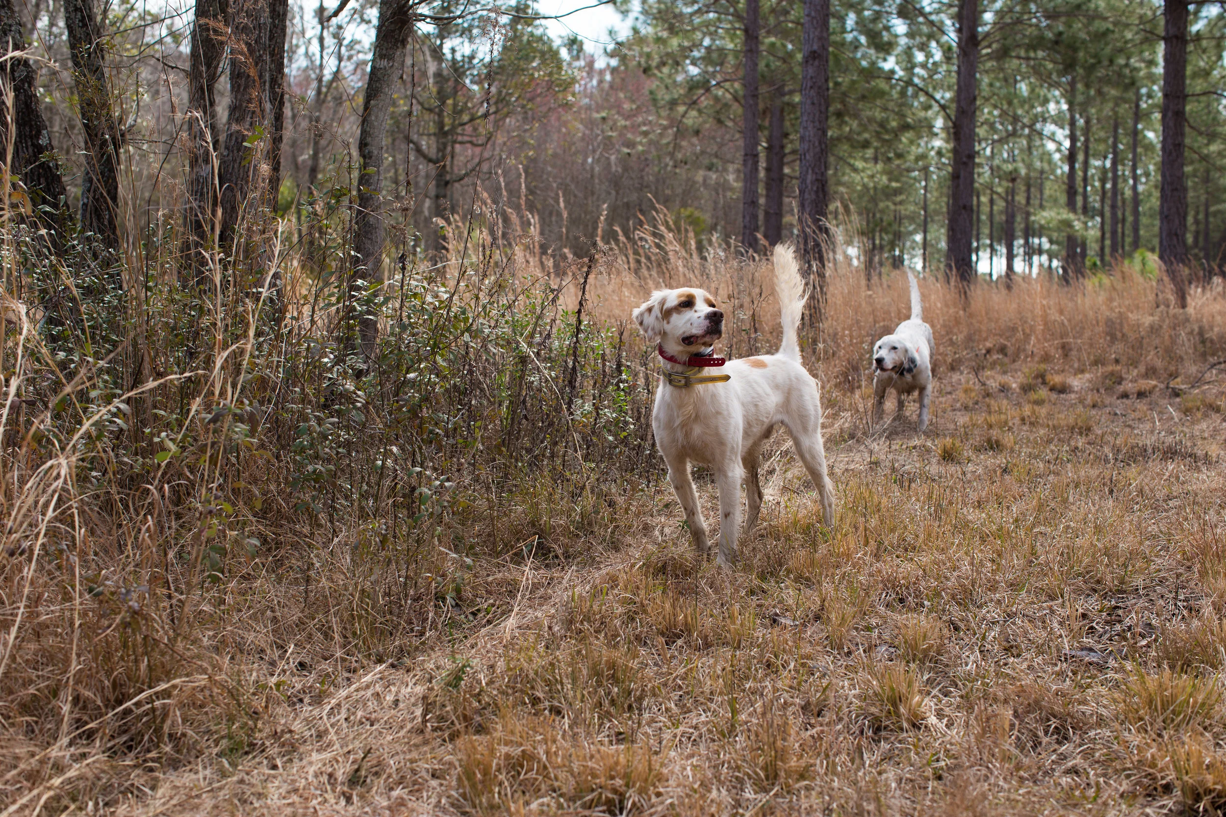 Shadow-Oak-Plantation-English-setters-pointing-backing.jpg