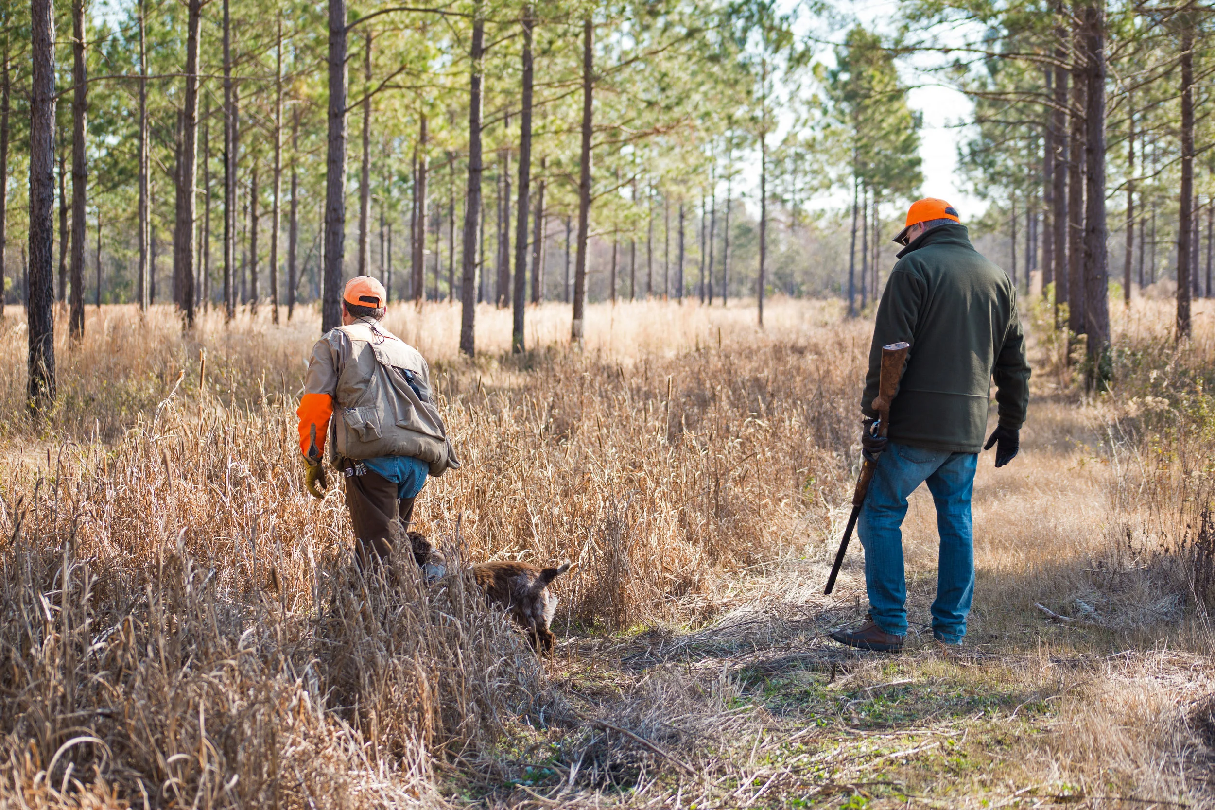 Shadow-Oak-Plantation-South-Georgia-quail-Cocker-Spaniel.jpg