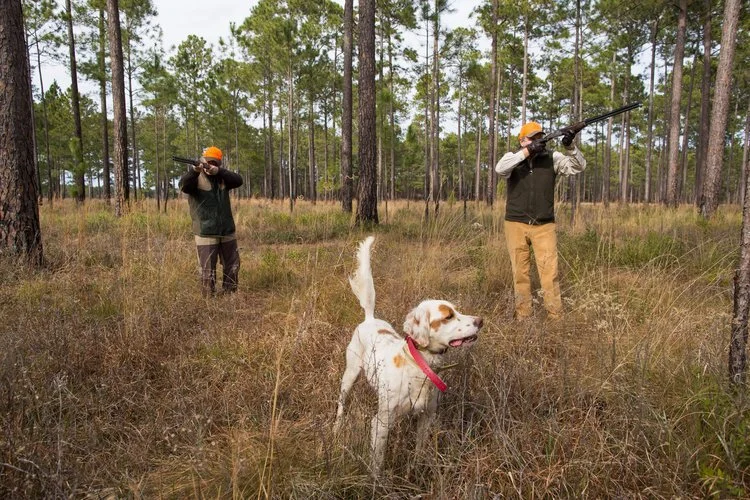 Shadow-Oak-Plantation-Two-Gunners-English-setter.jpg