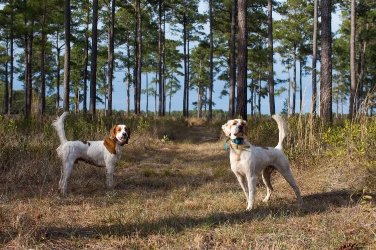 Shadow-Oak-Plantation-English-setters-pointing-bob.jpg