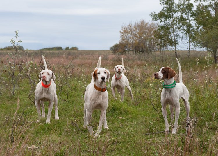 Butch-Houston-field-trial-dogs.jpg