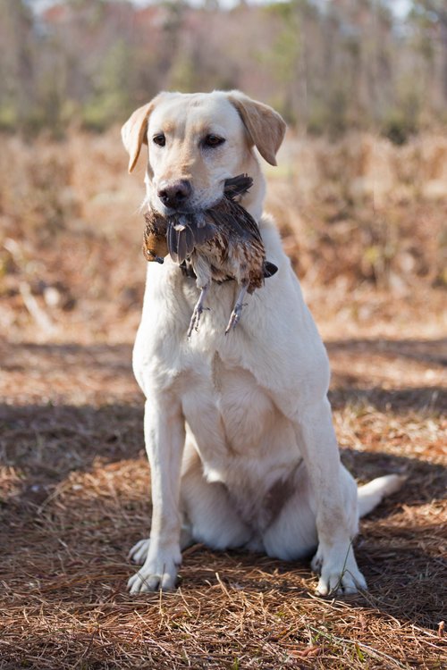 Shadow-Oak-Plantation-lab-retriever-quail.jpg