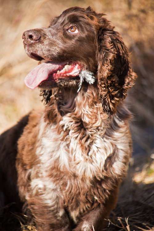 Shadow-Oak-Plantation-Cocker-Spaniel.jpg