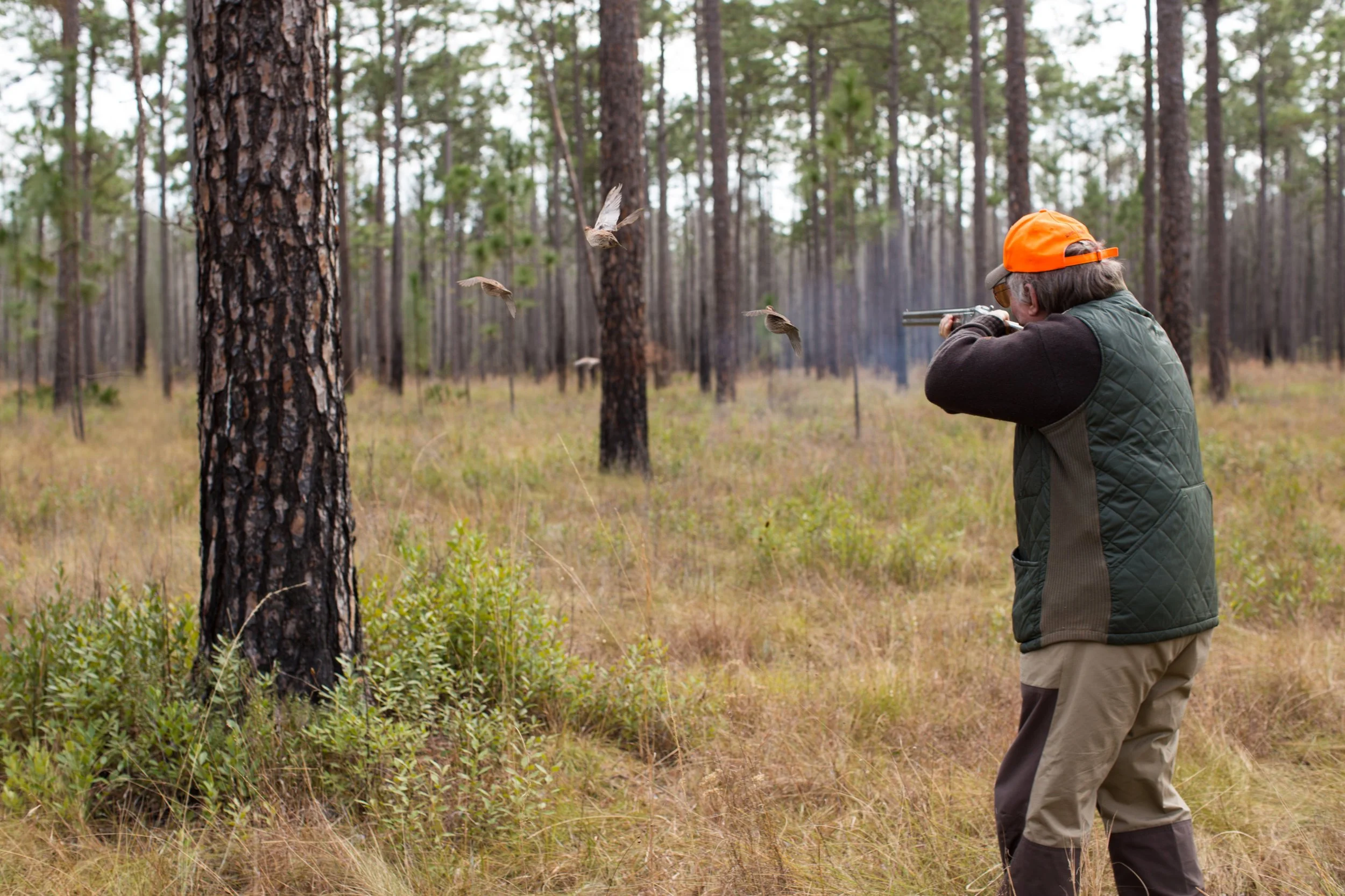 Georgia Quail Hunts - Shadow Oak Plantation