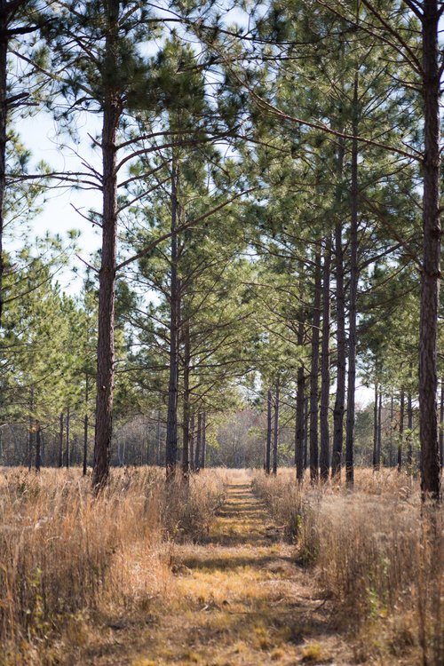 Shadow-Oak-Plantation-Georgia-piney-woods.jpg