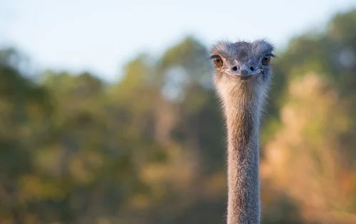Shadow-Oak-Plantation-Ostrich.jpg