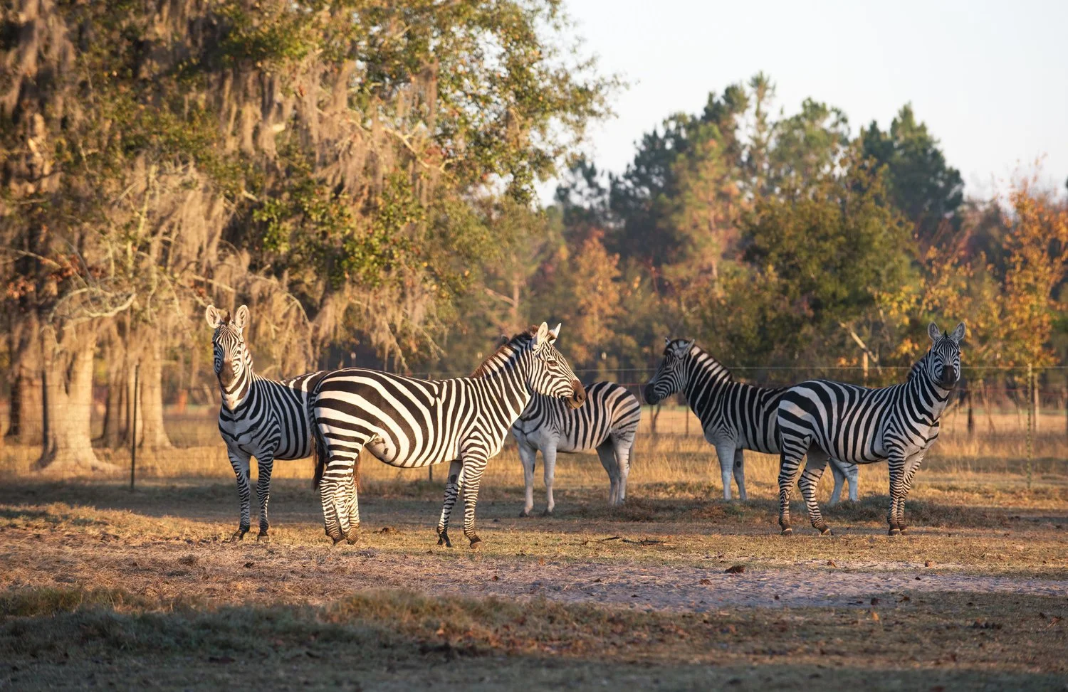 Shadow-Oak-Plantation-Zebra_2.jpg