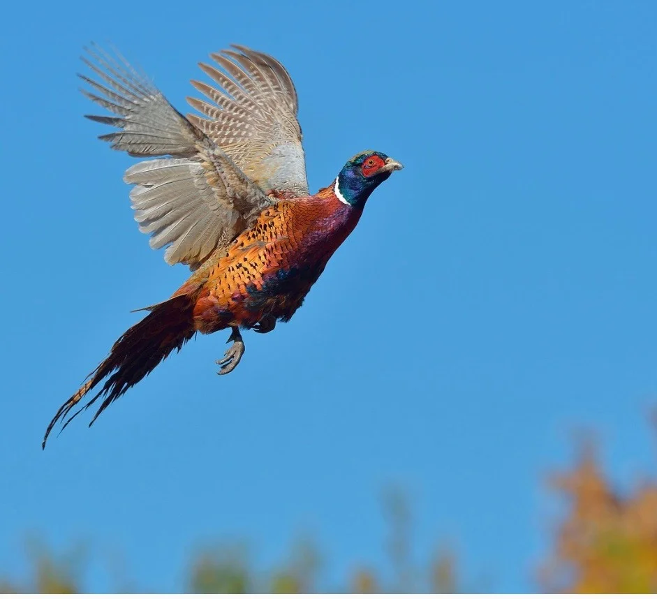 Georgia Quail Hunts - Shadow Oak Plantation