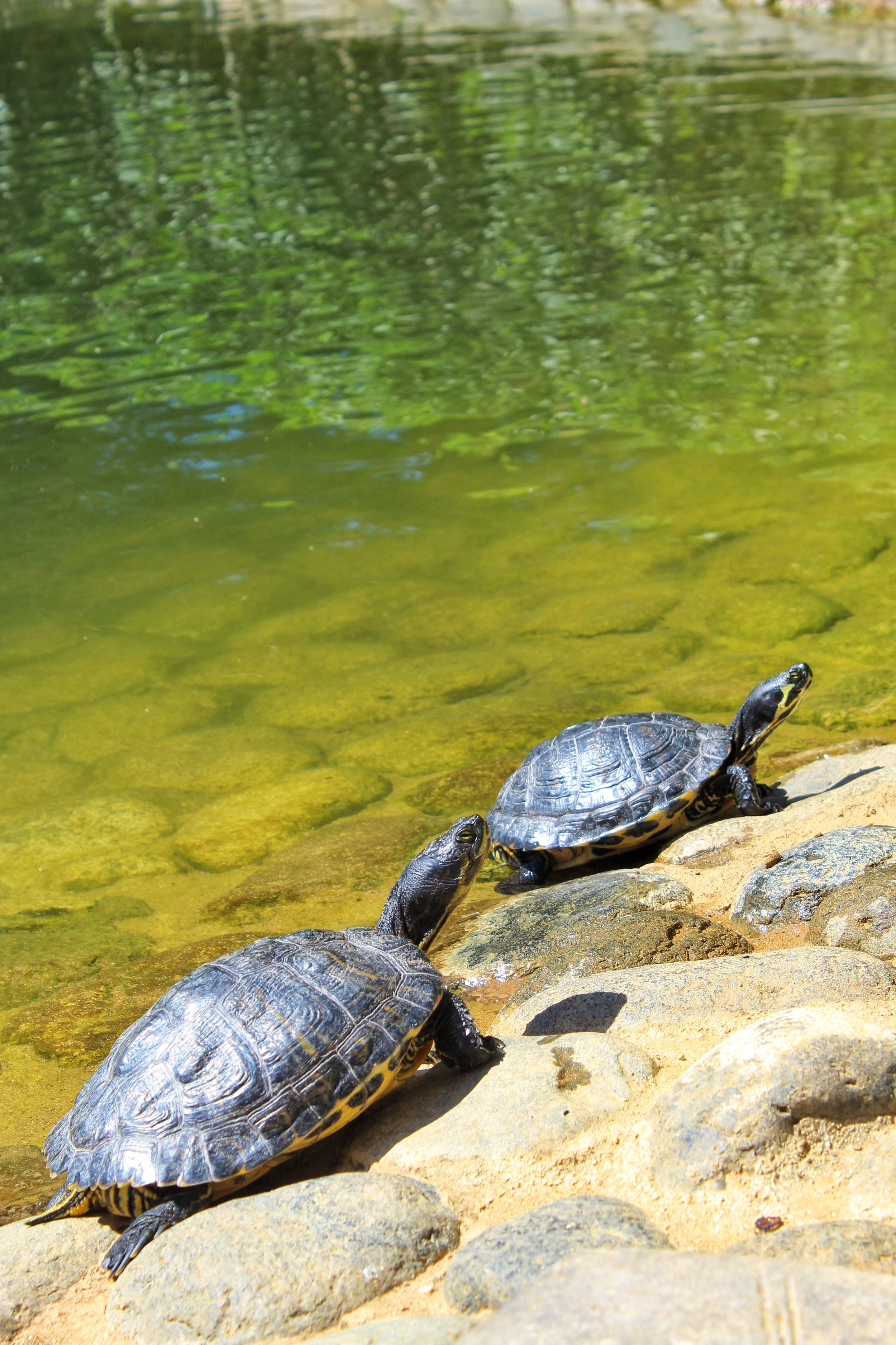 Represa Park in Marbella. These fellas are everywhere!