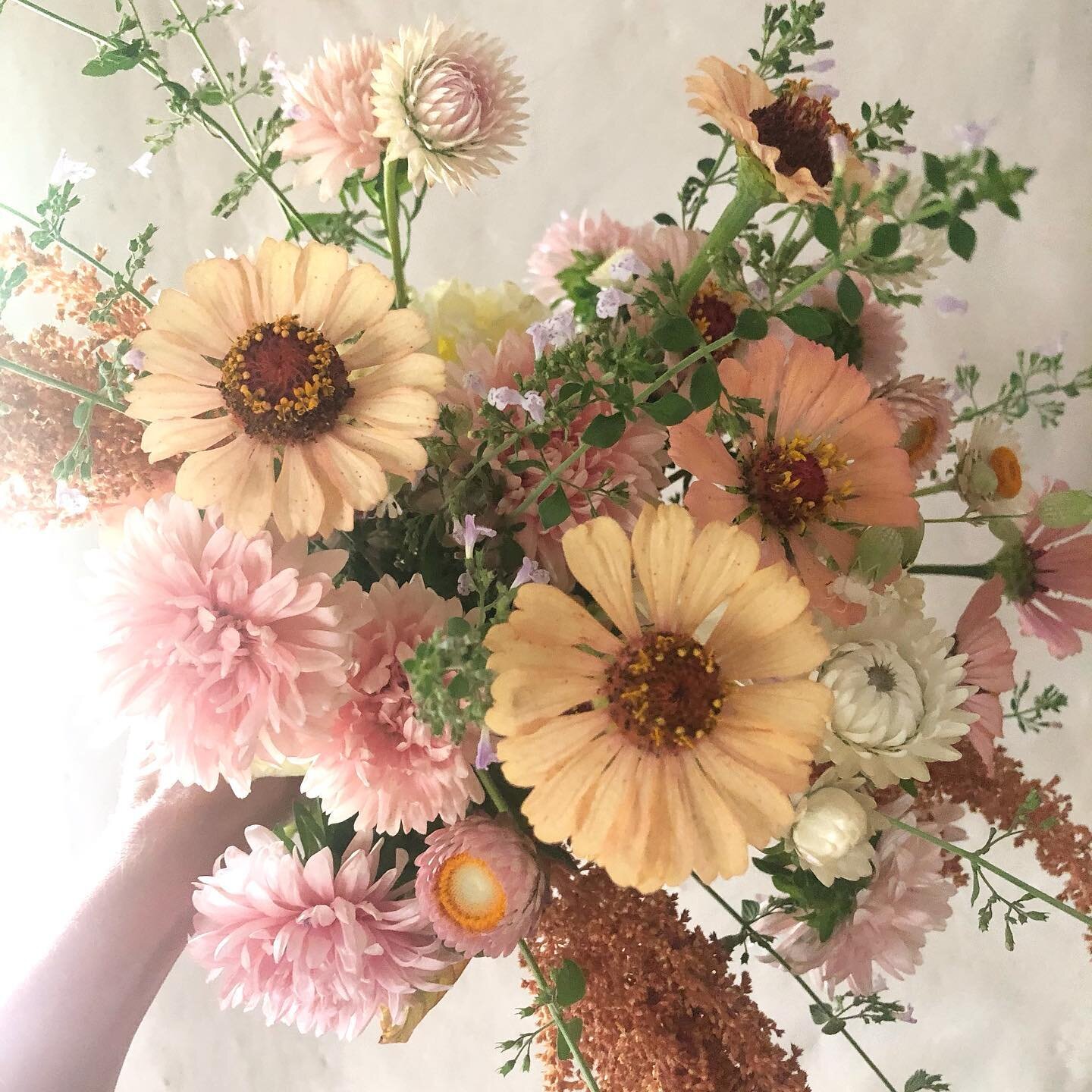 Bouquet de saison et du jardin ! Zinnias, Reine Marguerite, immortelles, amarantes 🌼
.
.
#fleursfrancaises #localflowers #slowflower #fleurfrancaise #bouquet #fleursdesaison