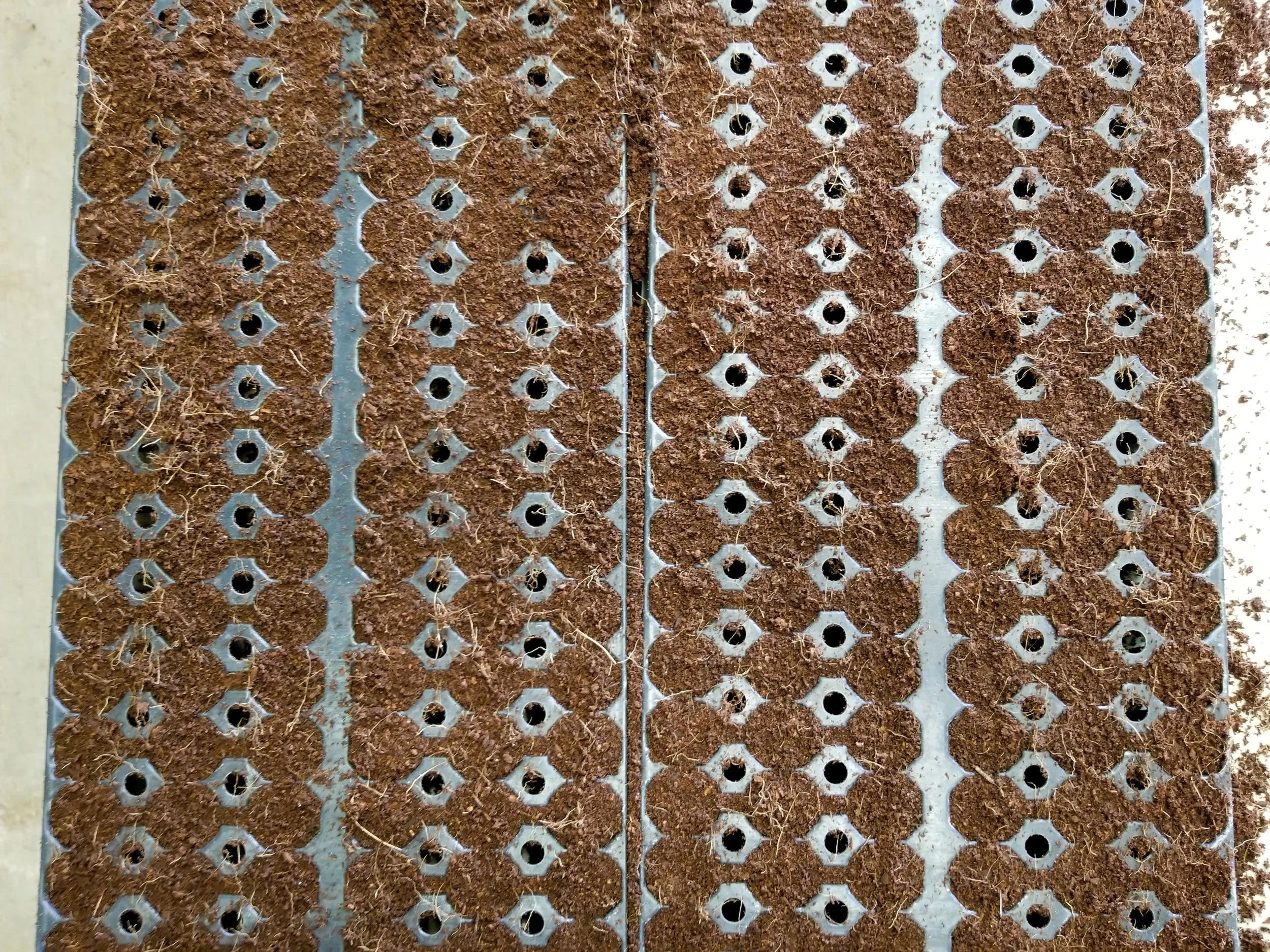 seeding-5.jpg