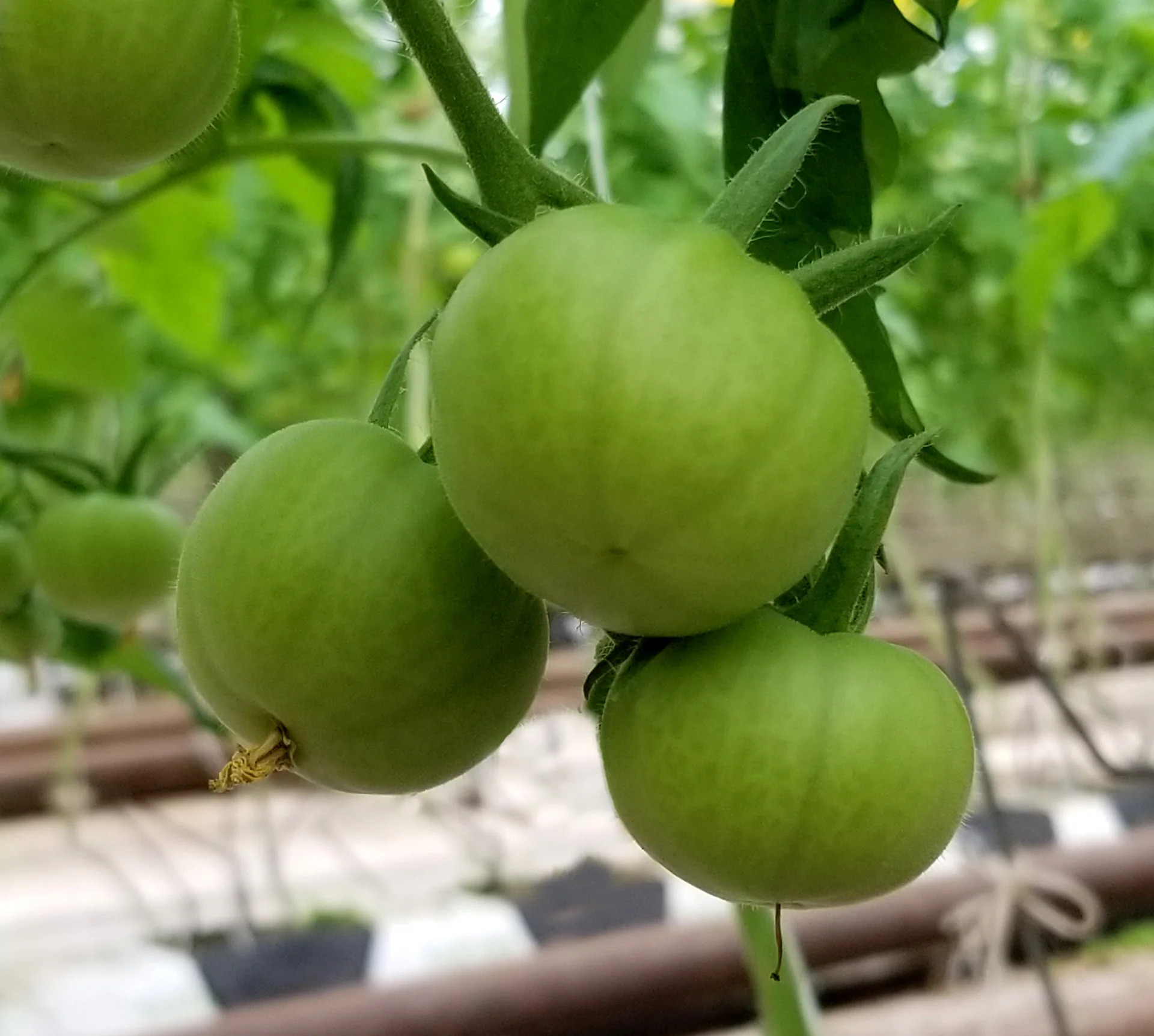 tomato-growth.jpg
