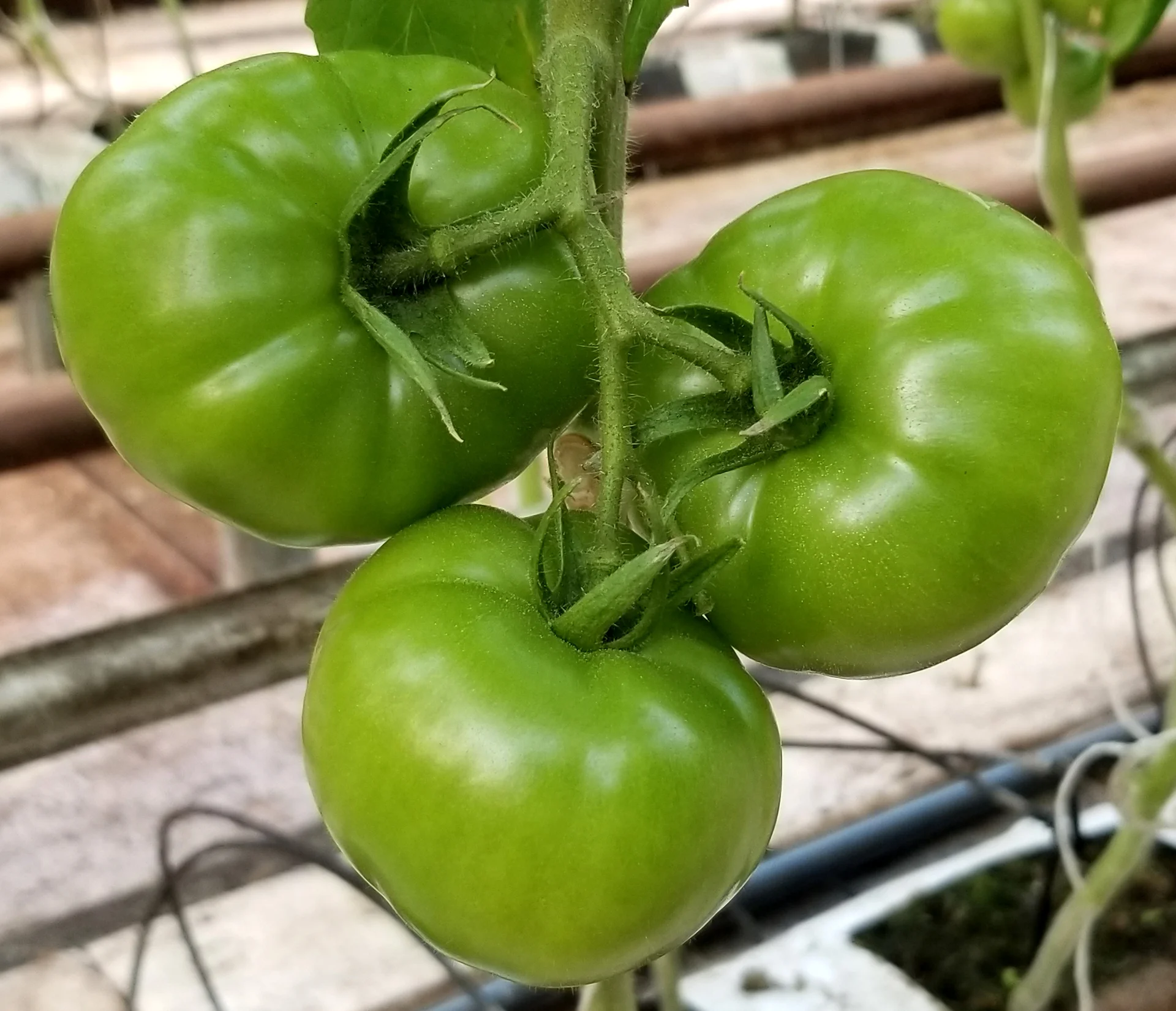 fruit.jpg