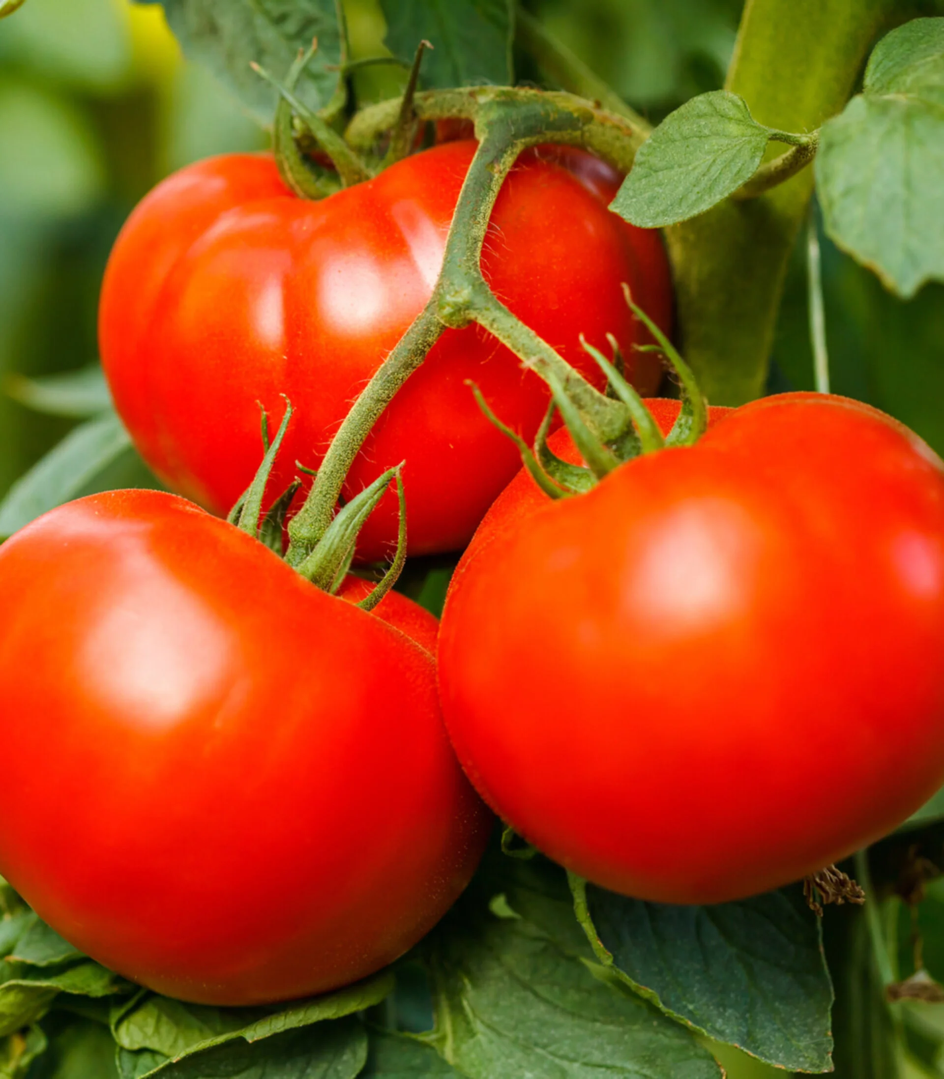 tomato-big-beef-.jpg