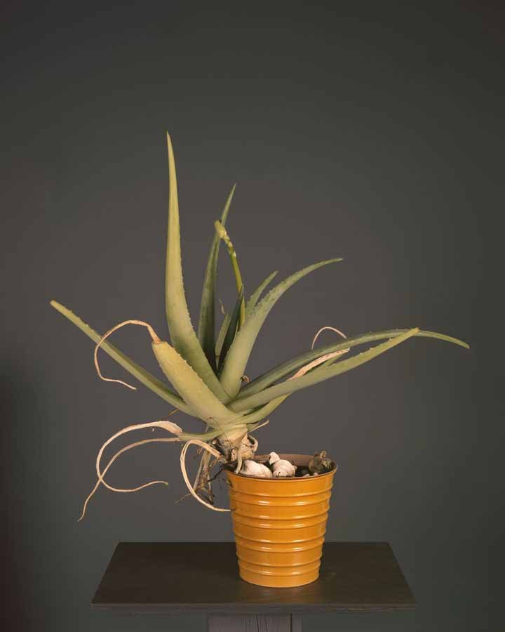   Carabosse   Impression jet d’encre sur papier archives  Inkjet print on archival paper  Edition 3 - 127 x 101,5 x 127 cm | 50 x 40 in  Edition 5 - 50,8 x 40,64 cm | 20 x 16 in 