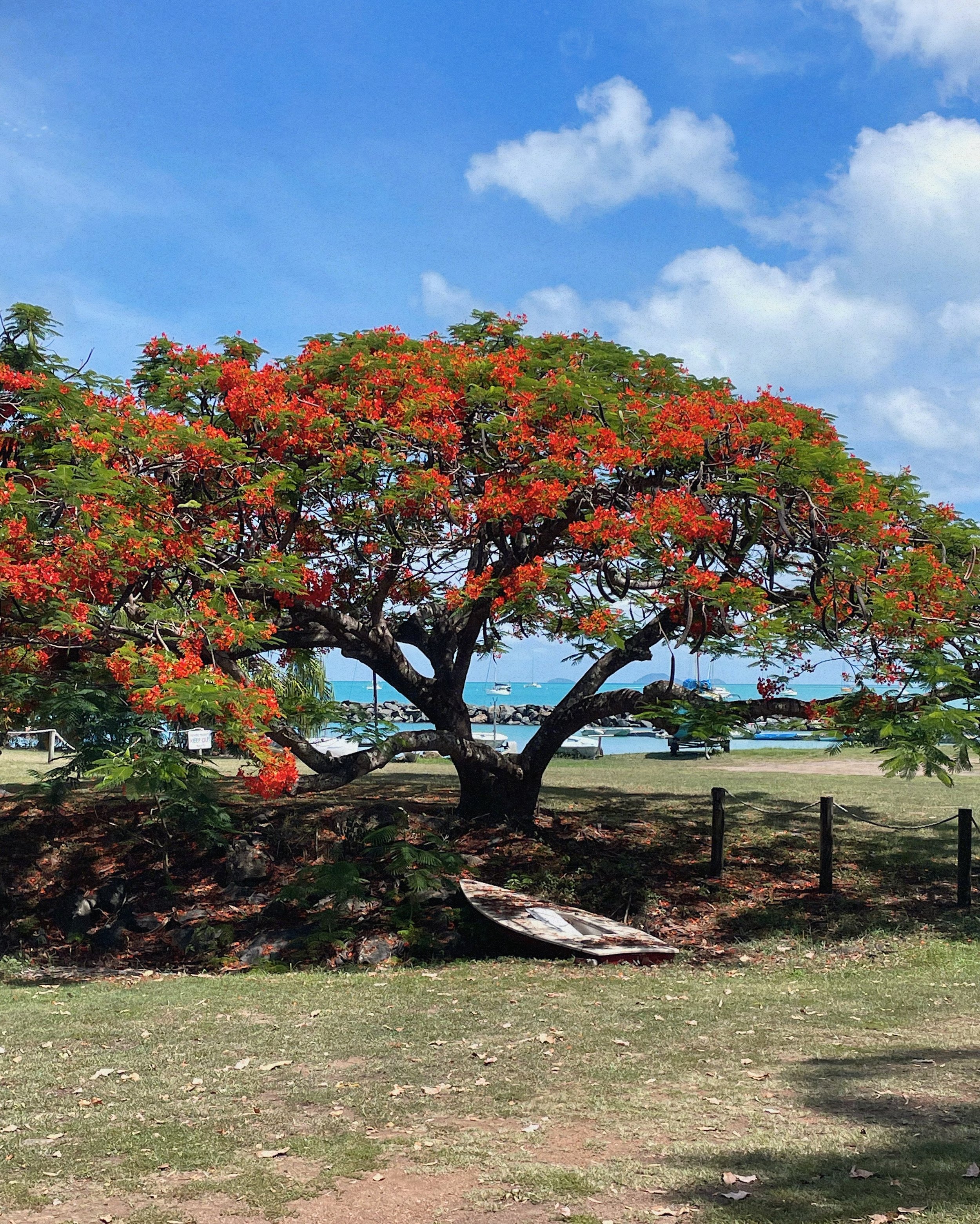 Airlie-beach-orange-tree.JPG