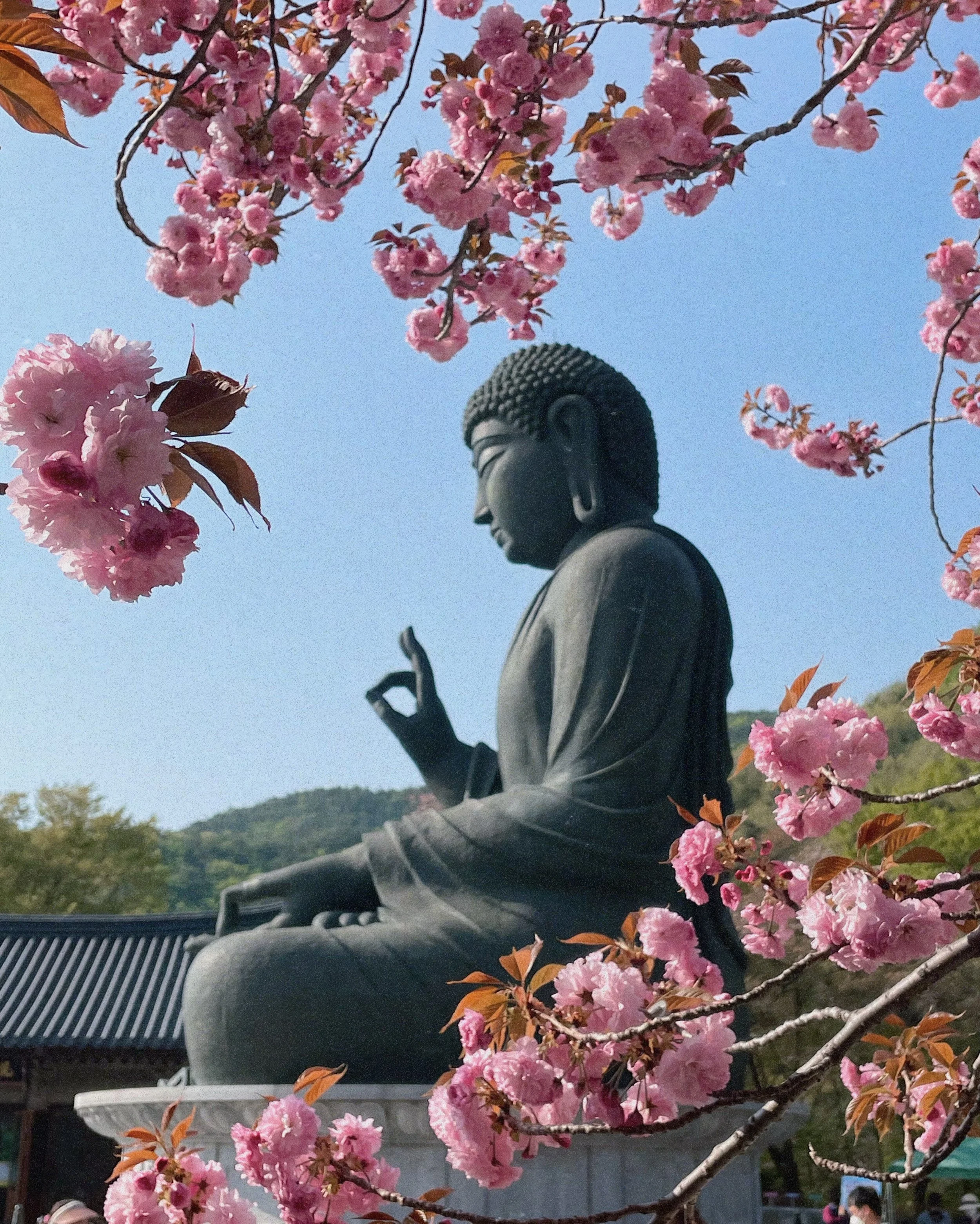 8 Must See Cherry Blossom Spots Near Pyeongtaek