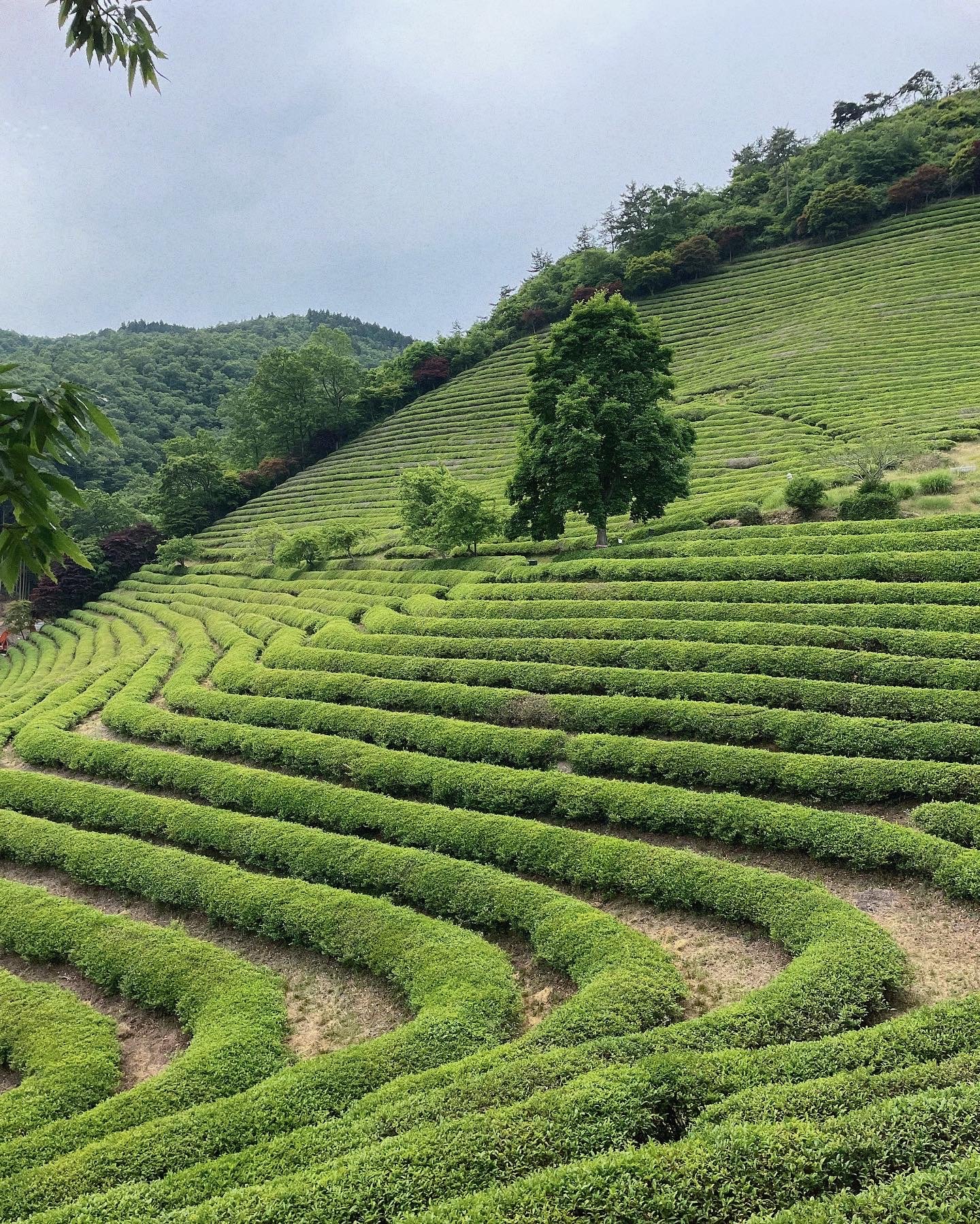 Top 20 Things to Do in Korea This Summer