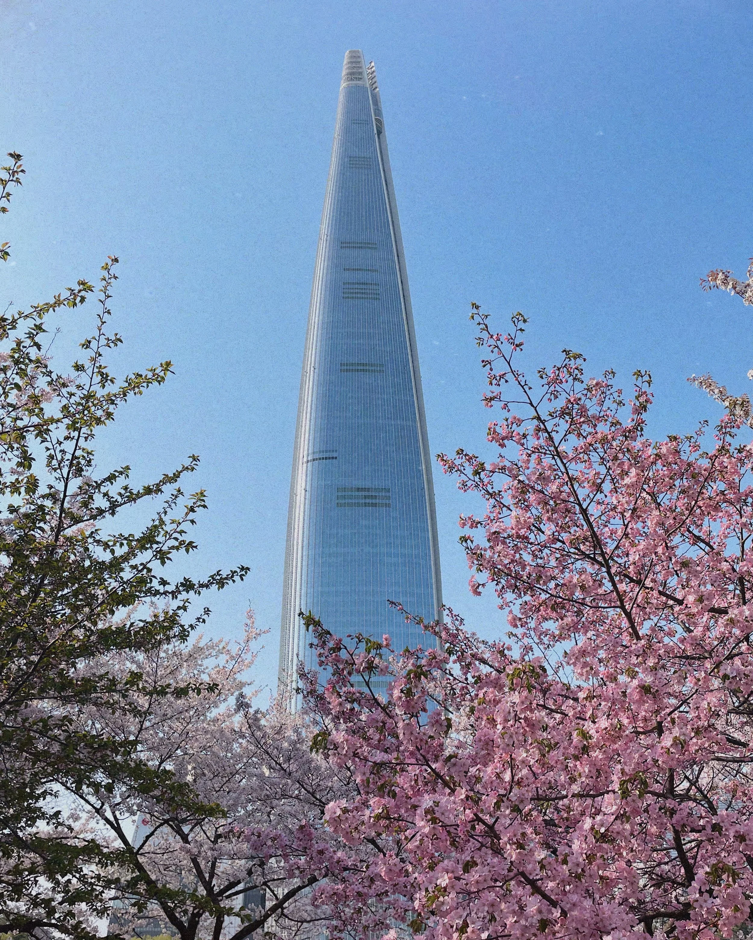 7 Must See Cherry Blossom Spots in Seoul