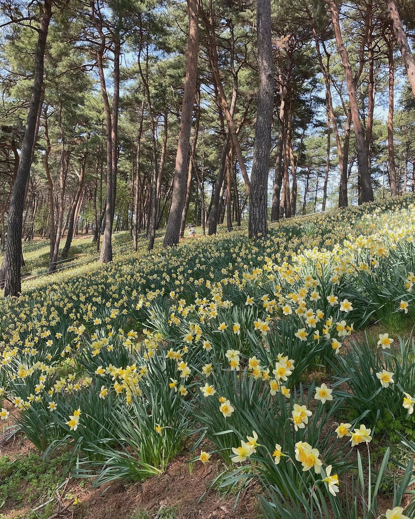 Top 18 Things to Do in Korea This Spring