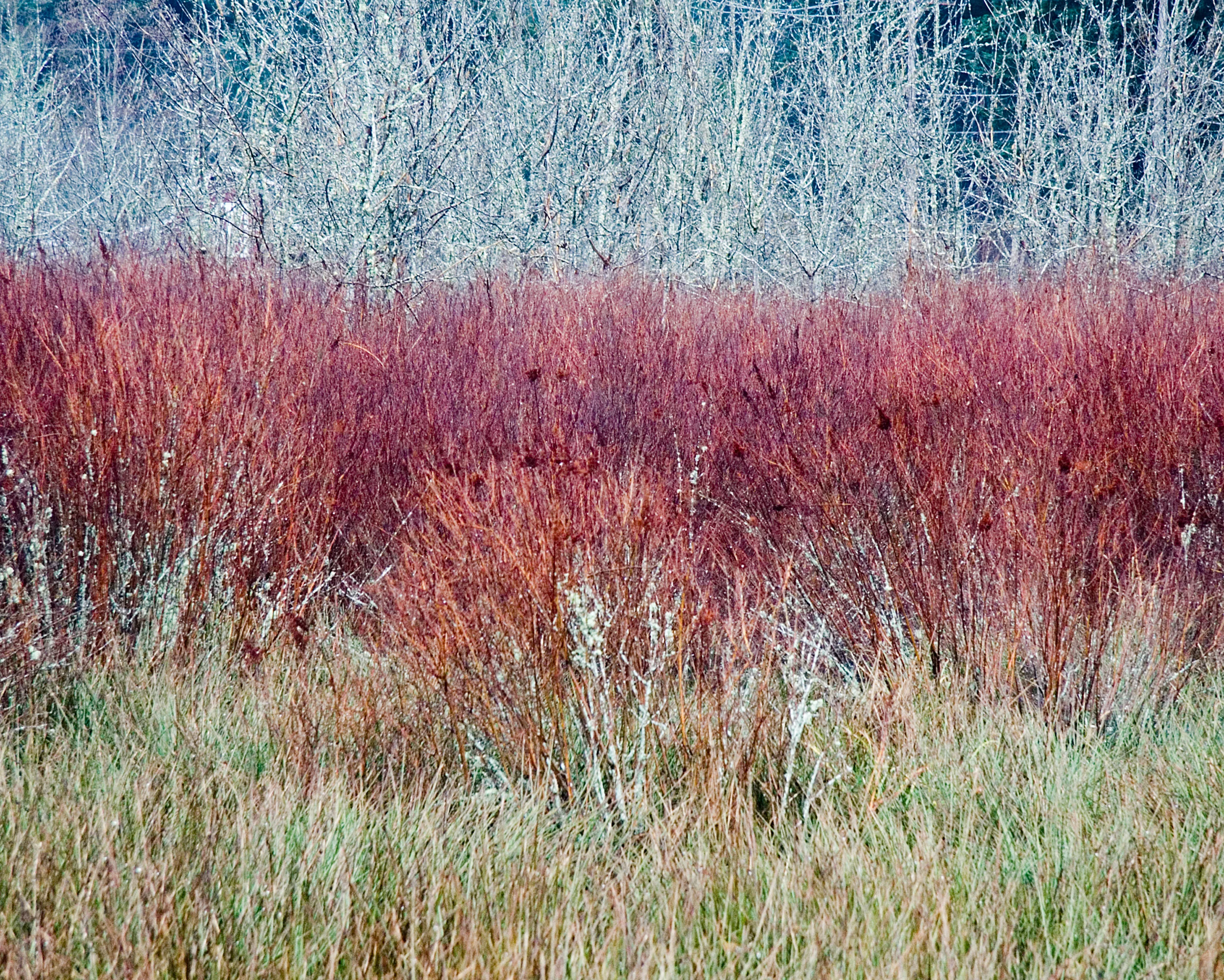 red trees eric edeen.jpg