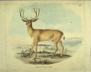 blacktail.jpg