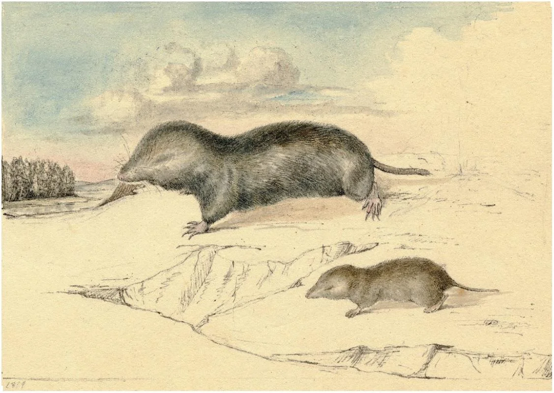 Missing%20Holotype%20Watercolor_1.jpg