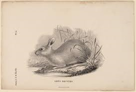 wabbit.png