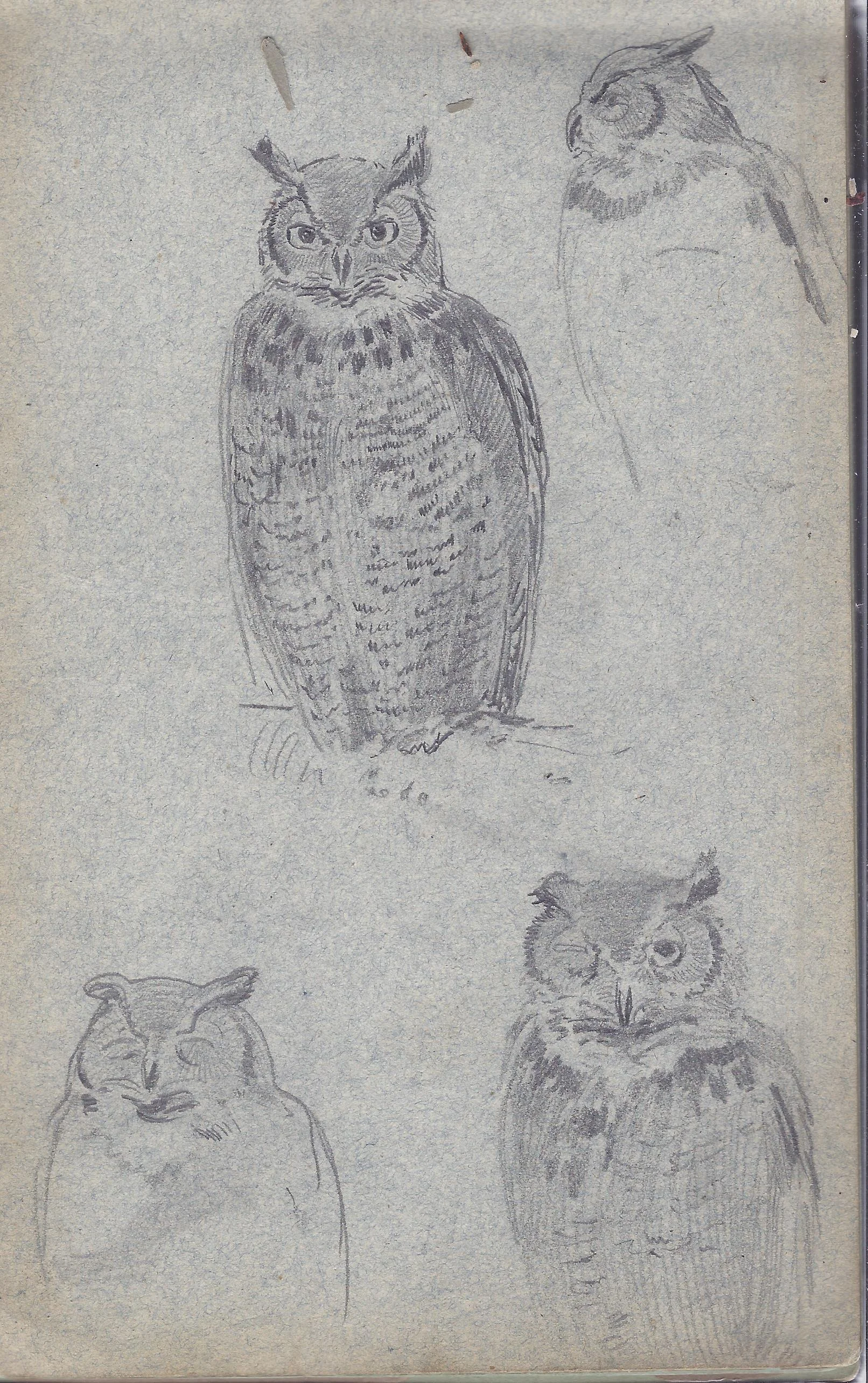 Horned Owl, pencil on paper