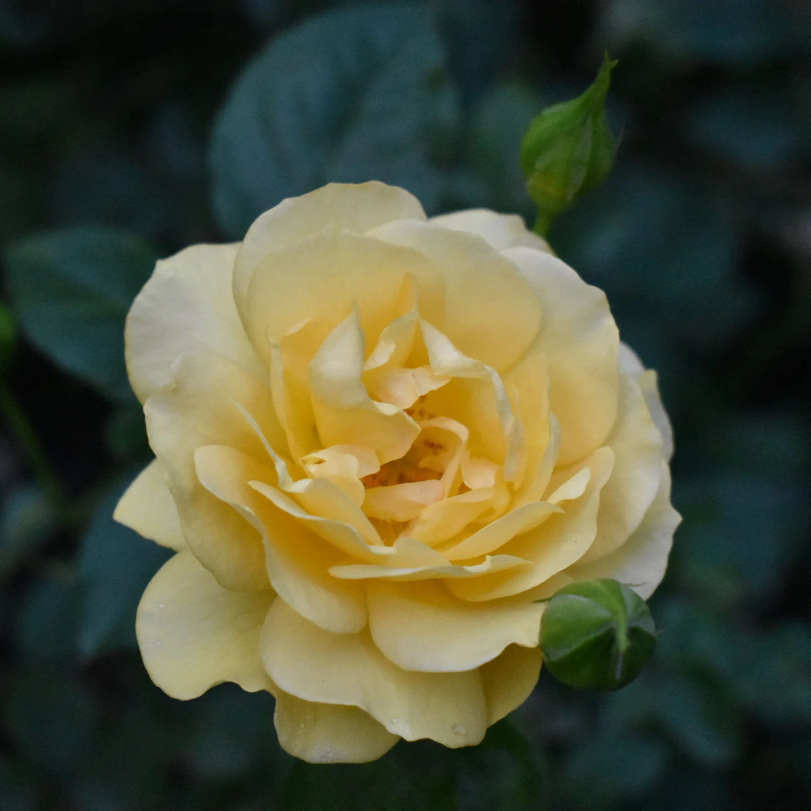DSC_0421.jpg